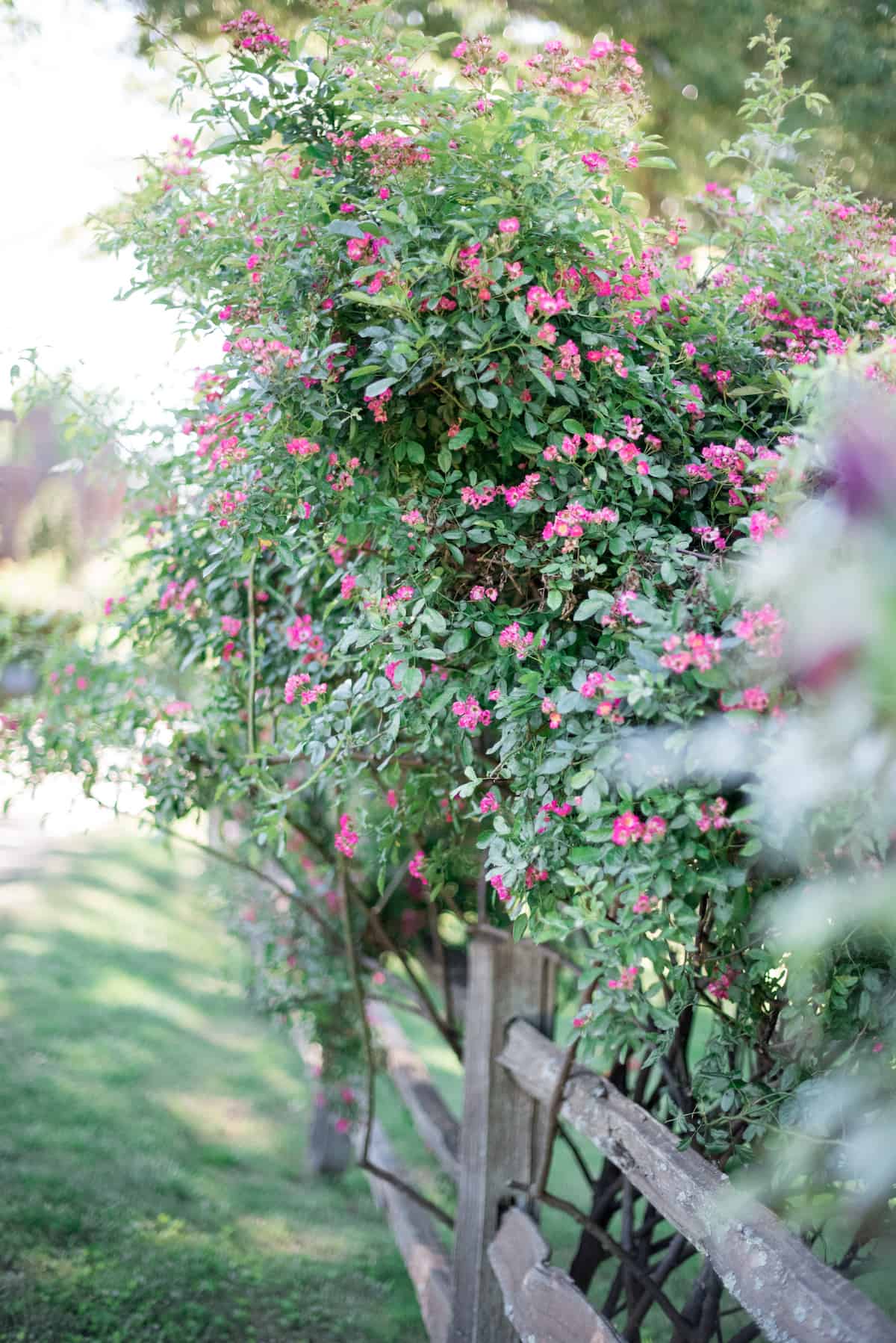 Pink Multiflora Rosa